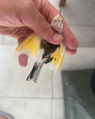 Cardellino