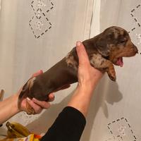 Bambolotti meravigliosi