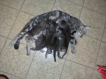 6 cuccioli di gatto