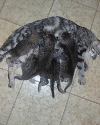 6 cuccioli di gatto