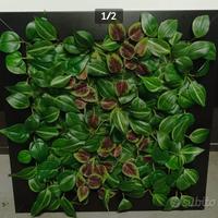 Quadro con piante stabilizzate FATTO A MANO
