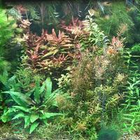 ACQUARIO VITREA 80X50 VETRO CURVO 180 LITRI