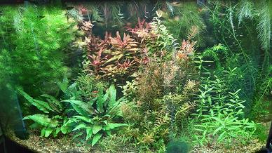 ACQUARIO VITREA 80X50 VETRO CURVO 180 LITRI