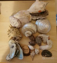conchiglie varie alcune madreperlate