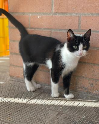 Gatto bianco e nero