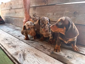 Bassotti Choco merle