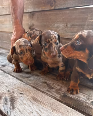 Bassotti Choco merle