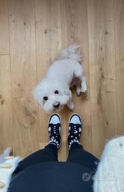 Cane maltese