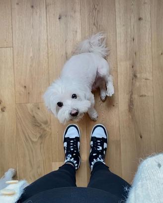 Cane maltese