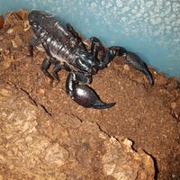 Scorpioni Heterometrus spinifer