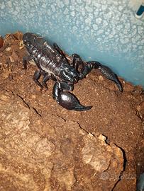 Scorpioni Heterometrus spinifer