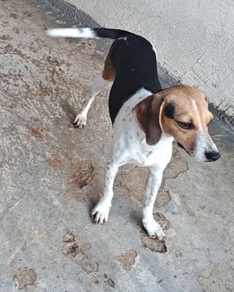 Cucciola da caccia al coniglio