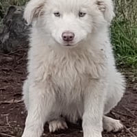 Cuccioli di pastore maremmano