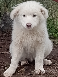 Cuccioli di pastore maremmano