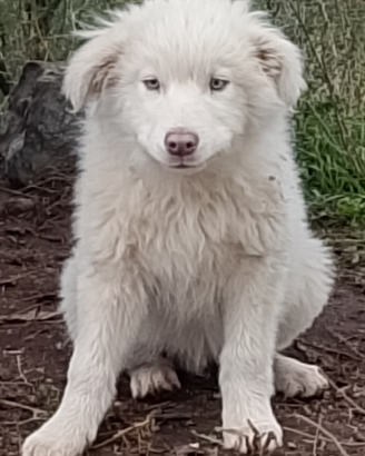 Cuccioli di pastore maremmano