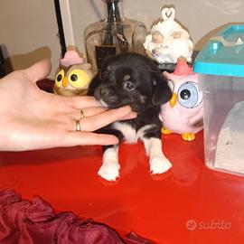 Cucciole mini toyyyyy da borsetta