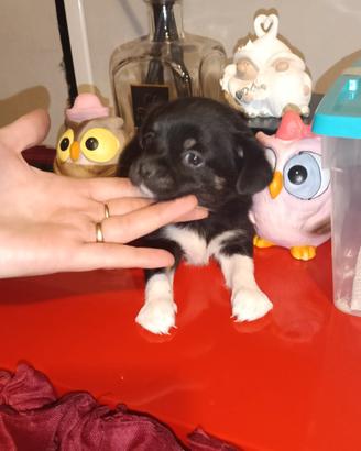 Cucciole mini toyyyyy da borsetta