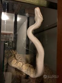 Pitone reale e pitone paint