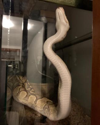 Pitone reale e pitone paint