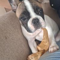 Bulldog Francese