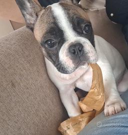 Bulldog Francese