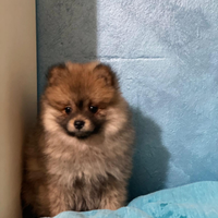 Cucciolo volpino pomerania femmina