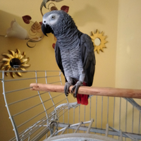 Pappagallo cenerino coda rossa