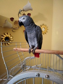 Pappagallo cenerino coda rossa