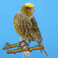 Lizard