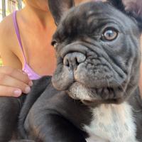 Bulldog Francese