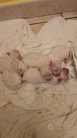 Cuccioli di maltese