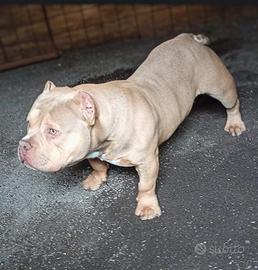 American bully extreme