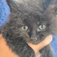 Meravigliosi gattini Maine Coon