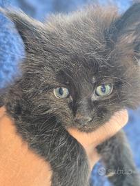 Meravigliosi gattini Maine Coon
