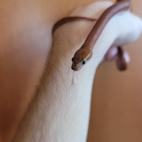 Baby African house snake ( Boaedon fuliginosus ) D