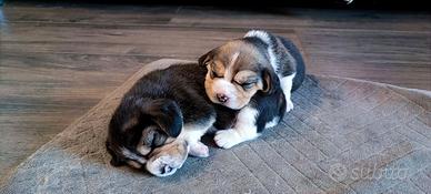 Cuccioli di Beagle con pedigree ENCI