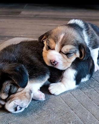 Cuccioli di Beagle con pedigree ENCI