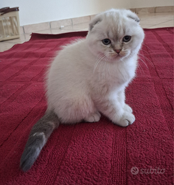 Scottish FOLD