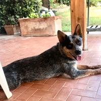 Australian Cattle Dog affido