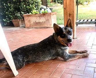 Australian Cattle Dog affido