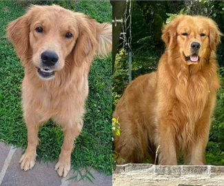 Golden retriever americano