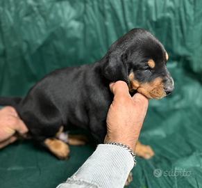 Cuccioli di Dobermann
