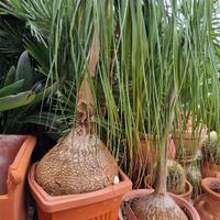 Piante da giardino vari tipi