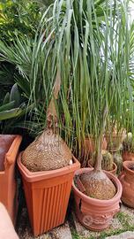 Piante da giardino vari tipi