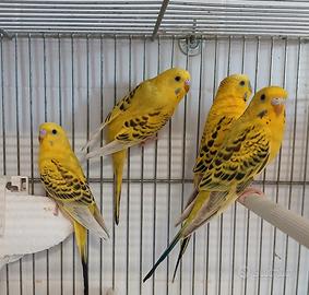 Cocorite, parrochetto ondulato