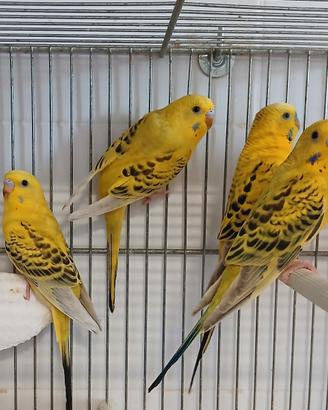 Cocorite, parrochetto ondulato