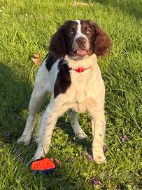 Cucciola di Springer Spaniel 6 mesi