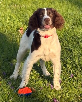 Cucciola di Springer Spaniel 6 mesi