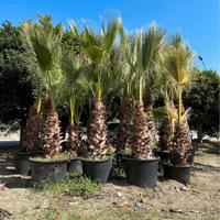 Palme Washingtonia