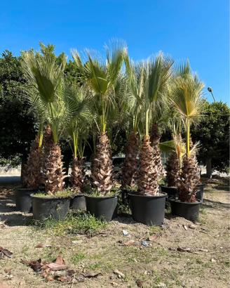 Palme Washingtonia